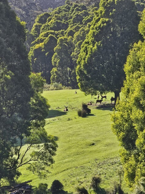 390 acres, House, Pasture, Plantation, Deer, Ferns, Waterfalls...