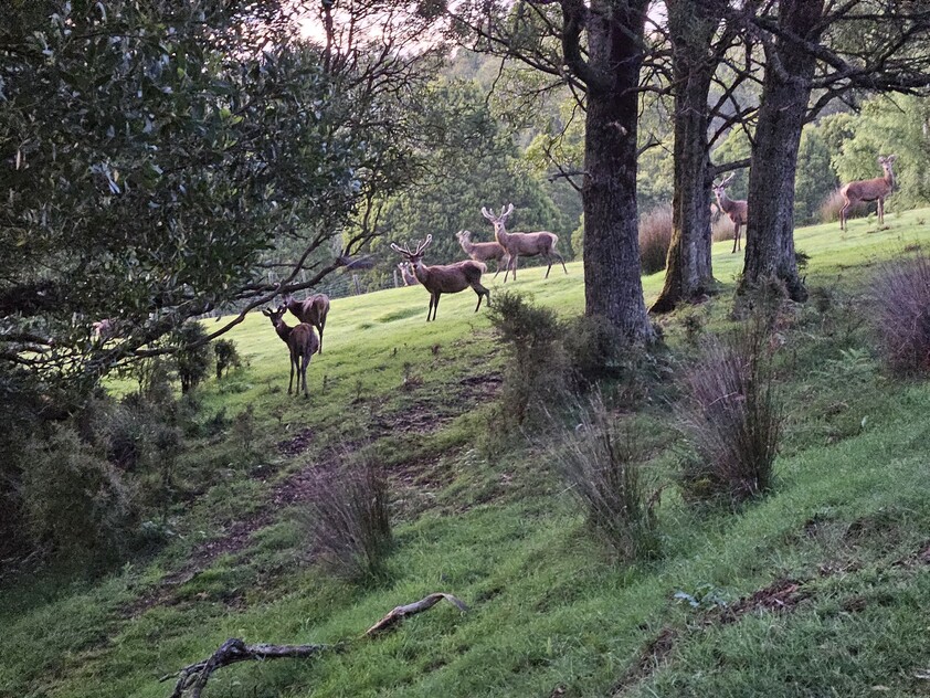 390 acres, House, Pasture, Plantation, Deer, Ferns, Waterfalls...