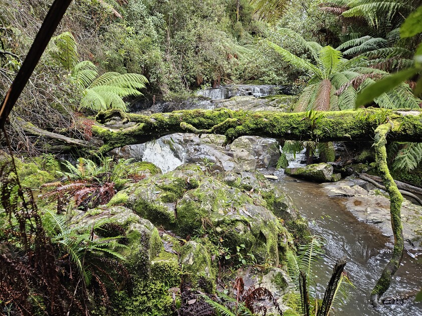 390 acres, House, Pasture, Plantation, Deer, Ferns, Waterfalls...
