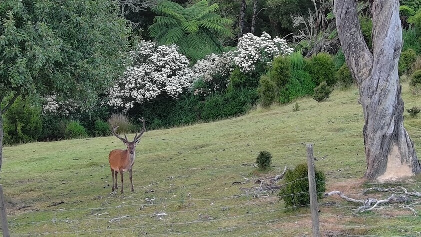 390 acres, House, Pasture, Plantation, Deer, Ferns, Waterfalls...