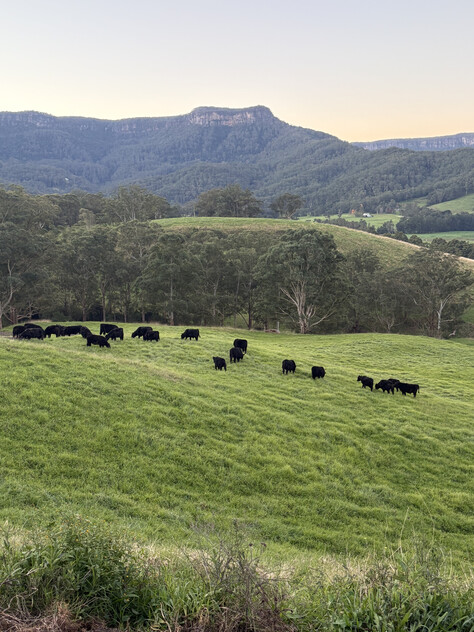 Large Land Holding Kangaroo valley 1.5 Hrs south of Sydney