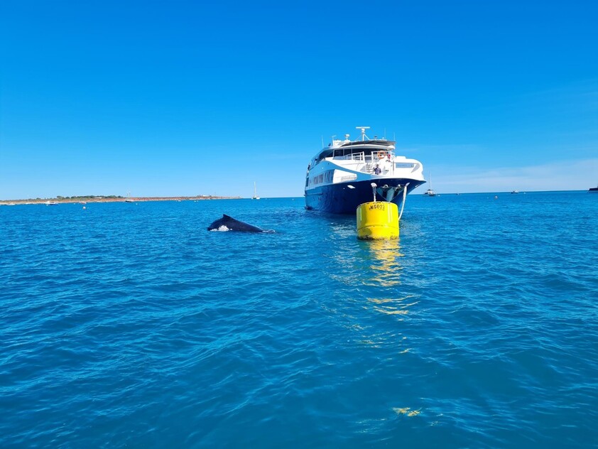 Profitable and Great Owner-Operator Pool Servicing Business in beautiful Broome!