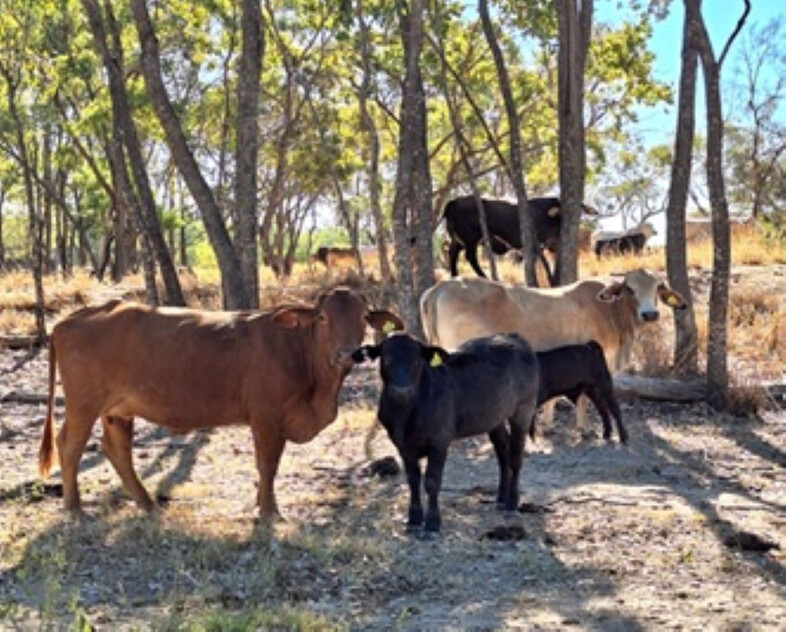 FOR SALE: Safe breeding block - Speculation: 24,923 ha/61,586 acres