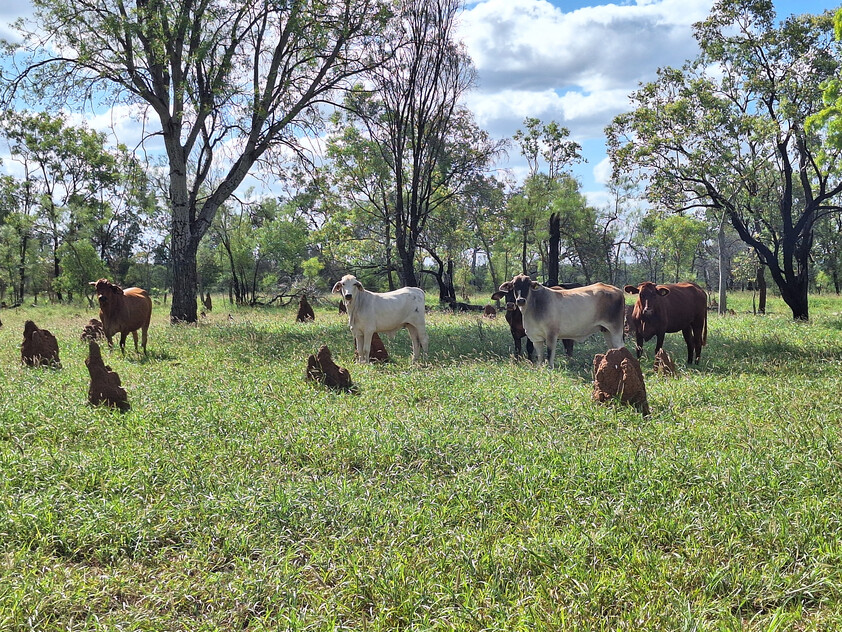 FOR SALE: Safe breeding block - Speculation: 24,923 ha/61,586 acres