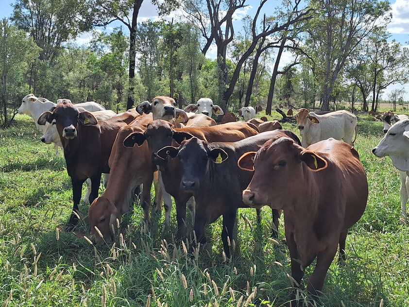FOR SALE: Safe breeding block - Speculation: 24,923 ha/61,586 acres