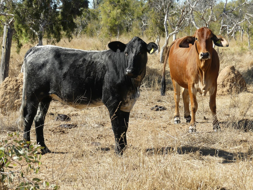 FOR SALE: Safe breeding block - Speculation: 24,923 ha/61,586 acres