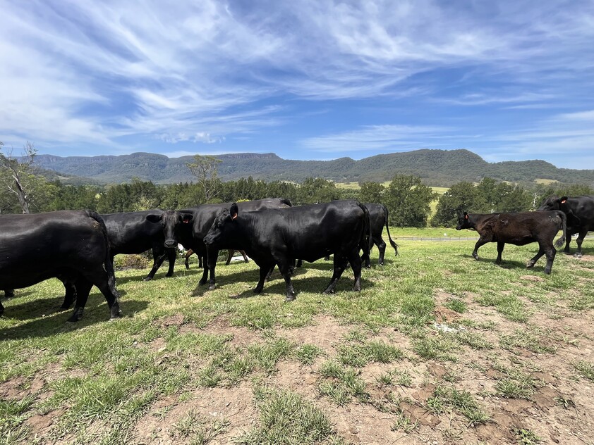 Large Farm Kangaroo Valley 1.5 Hrs South of Sydney