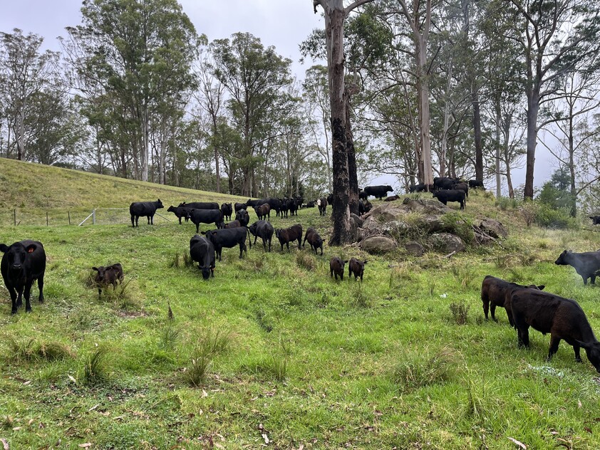 Large Farm Kangaroo Valley 1.5 Hrs South of Sydney
