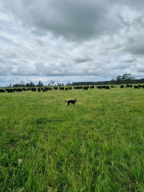 830-Acre Rural Property with Agricultural Scale and Lifestyle Potential Collombatti, NSW