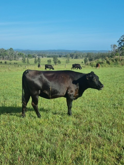 830-Acre Rural Property with Agricultural Scale and Lifestyle Potential Collombatti, NSW