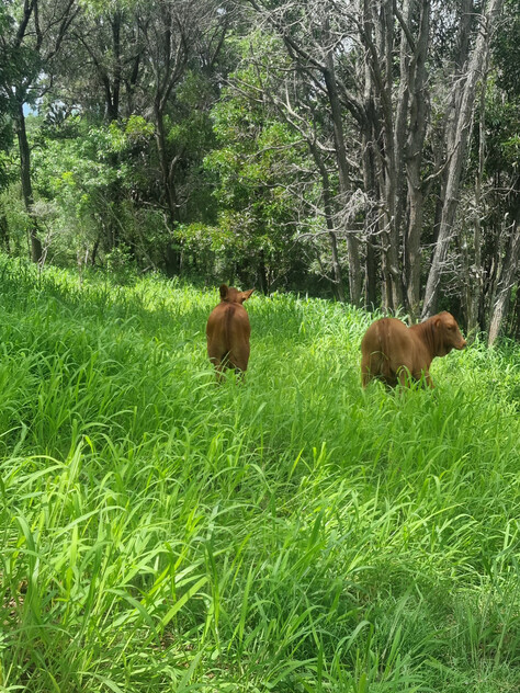 Dual Living on Top of the World w 360 views on 160acres w Diversified Income from Home in Lockyer Valley