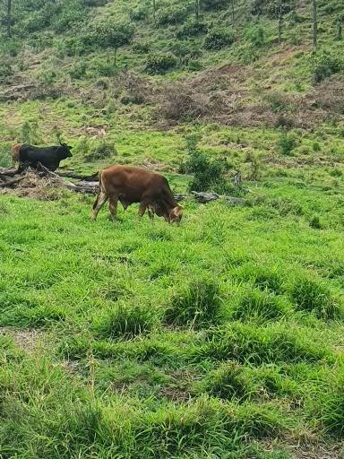 Dual Living on Top of the World w 360 views on 160acres w Diversified Income from Home in Lockyer Valley
