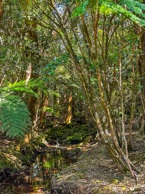 A Rare Rainforest Estate with Huge Potential