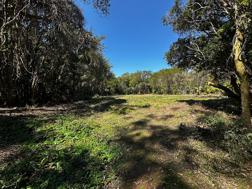 A Rare Rainforest Estate with Huge Potential