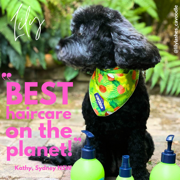 Award-Winning Australian Dog Haircare Brand with Global E-Commerce Opportunity