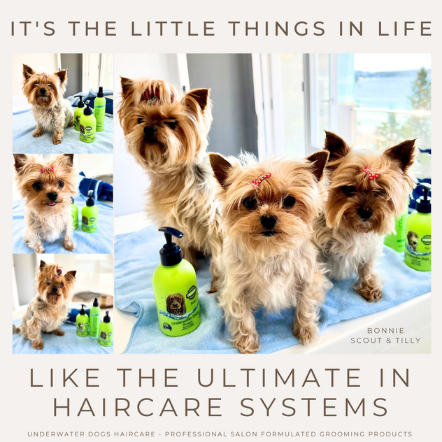Award-Winning Australian Dog Haircare Brand with Global E-Commerce Opportunity