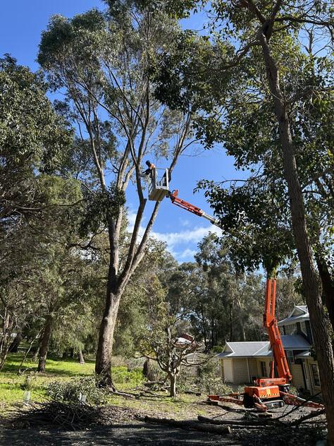 Two Long-Established Arborist Businesses with Strong Cashflow & Major Contracts