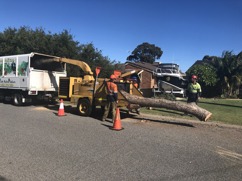 Two Long-Established Arborist Businesses with Strong Cashflow & Major Contracts