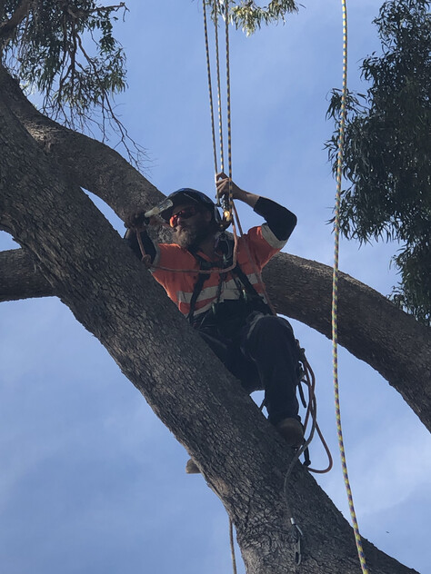 Two Long-Established Arborist Businesses with Strong Cashflow & Major Contracts