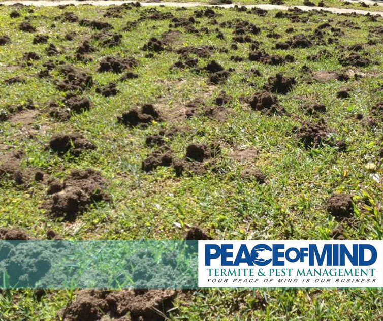 Established Termite & Pest Management Business Flexible, Mobile Operation. WIWO