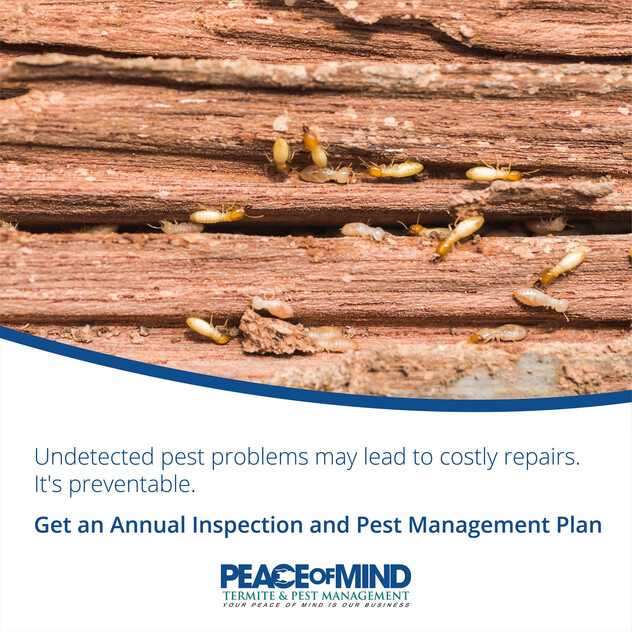 Established Termite & Pest Management Business Flexible, Mobile Operation. WIWO