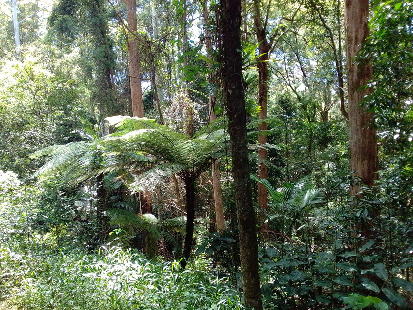 Land in Springbrook Gold Coast Hinterland