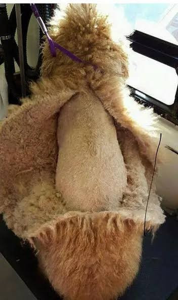 Profitable Mobile Pet Grooming Business with Loyal Hobart Client Base