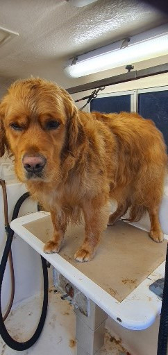 Profitable Mobile Pet Grooming Business with Loyal Hobart Client Base