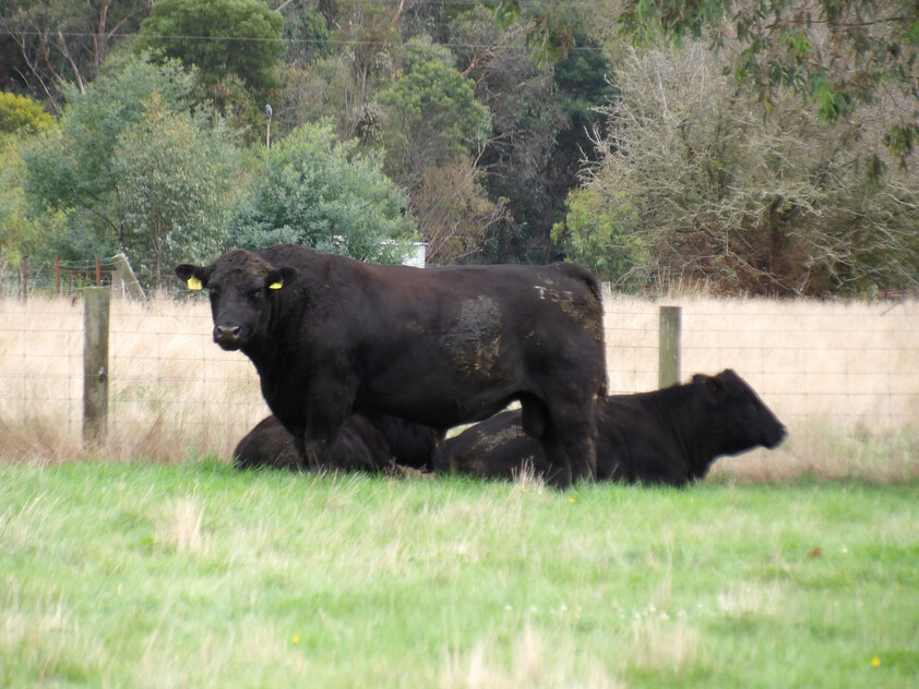 Prime Lifestyle Acreage with Creek Frontage & Quality Infrastructure