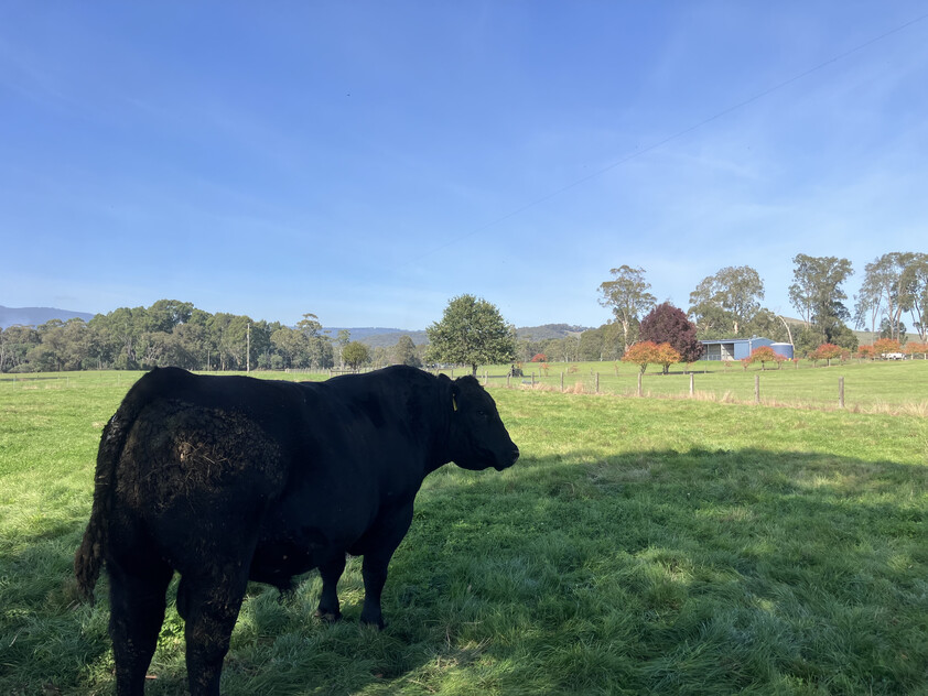 Prime Lifestyle Acreage with Creek Frontage & Quality Infrastructure