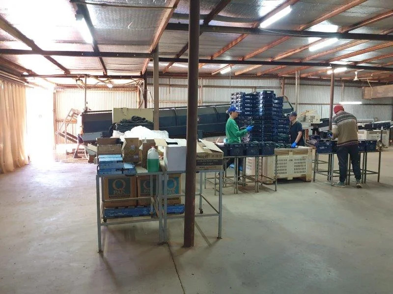 Turnkey Horticulture Operation | 58 Acres | Established Production, Infrastructure & Expansion Potential