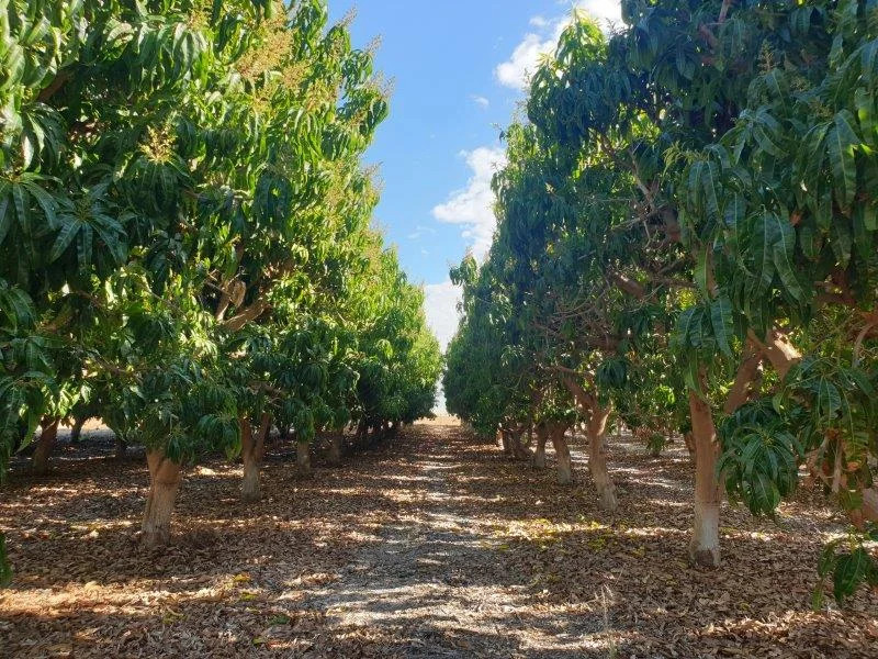 Horticulture Business & 58 Acre Asset | $1.5M+ Capability | Walk-In Walk-Out