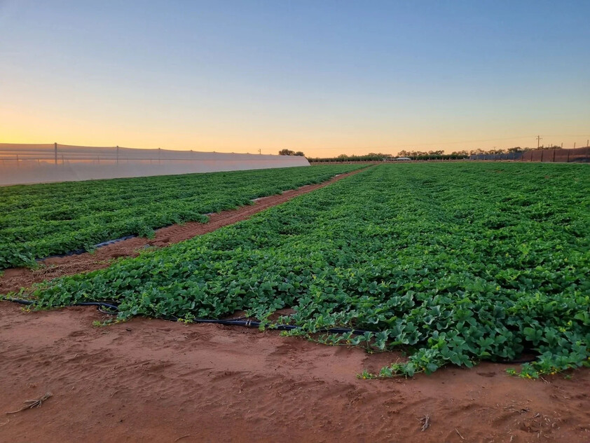 Horticulture Business & 58 Acre Asset | $1.5M+ Capability | Walk-In Walk-Out