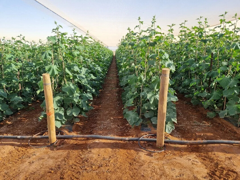 Horticulture Business & 58 Acre Asset | $1.5M+ Capability | Walk-In Walk-Out
