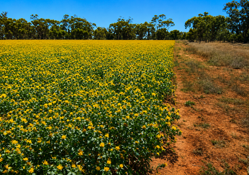 759 Acre Grazing & Mixed Farming Property with Strong Income Potential Nyngan District
