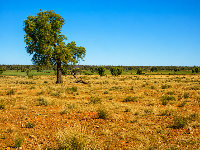 759 Acre Grazing & Mixed Farming Property with Strong Income Potential Nyngan District
