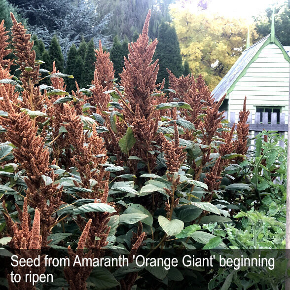 HERITAGE SEED BANK and OPEN GARDEN