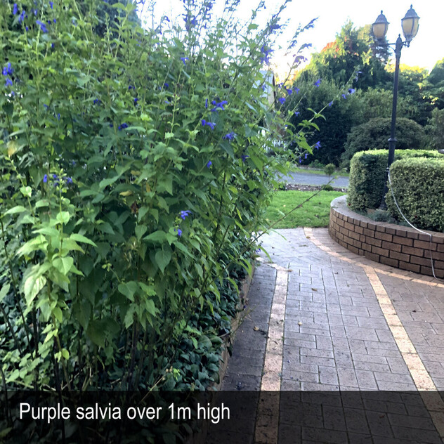 HERITAGE SEED BANK and OPEN GARDEN