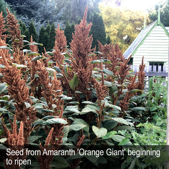 HERITAGE SEED BANK and OPEN GARDEN