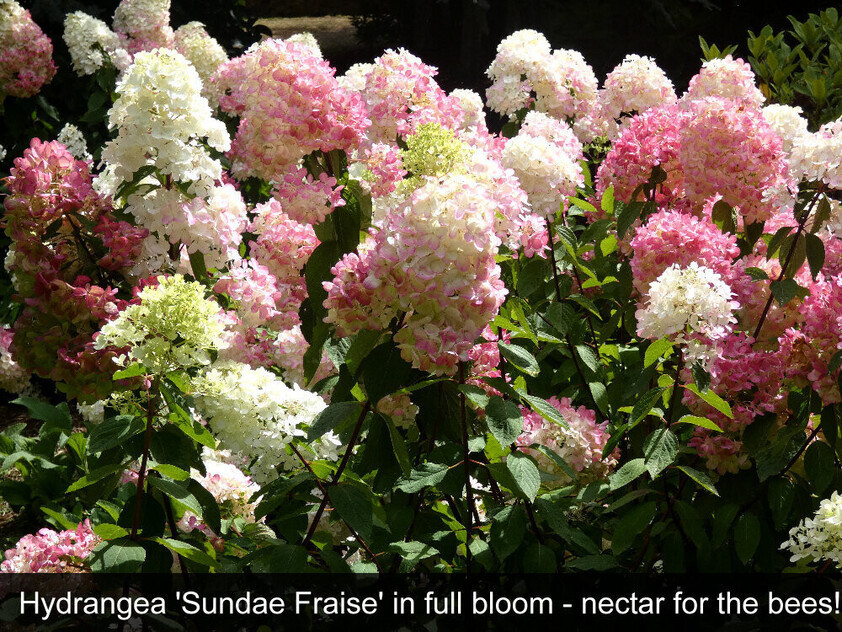 HERITAGE SEED BANK and OPEN GARDEN