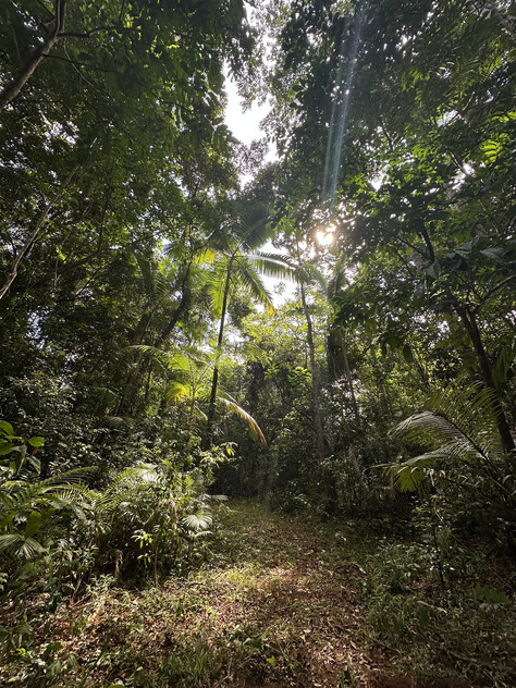 Rare Elevated 1.48ha Rainforest Acreage Privacy, Access & Location