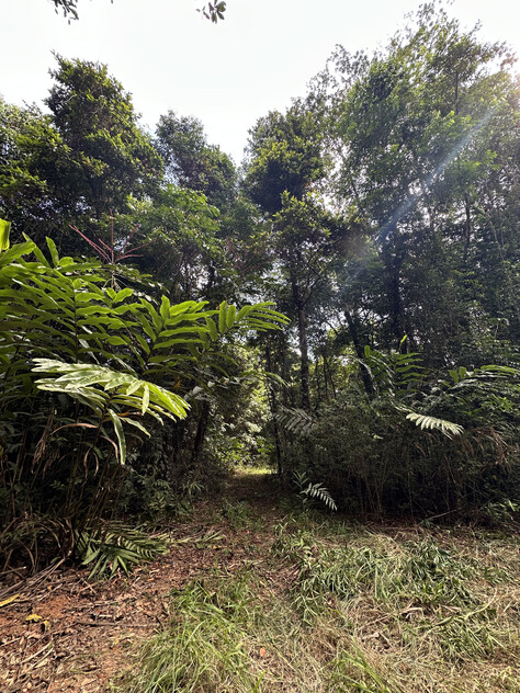 Rare Elevated 1.48ha Rainforest Acreage Privacy, Access & Location