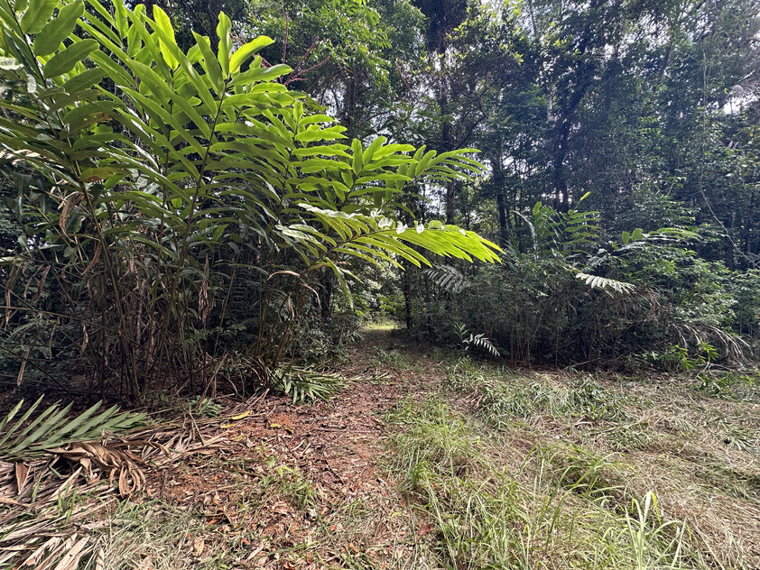Rare Elevated 1.48ha Rainforest Acreage Privacy, Access & Location