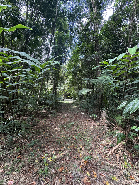 Rare Elevated 1.48ha Rainforest Acreage Privacy, Access & Location