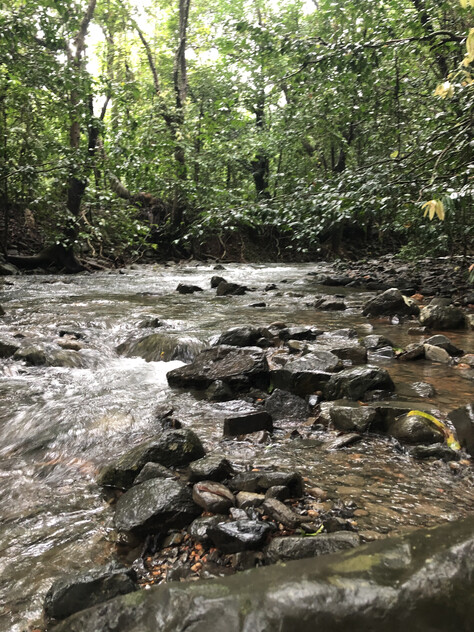 Rare Elevated 1.48ha Rainforest Acreage Privacy, Access & Location