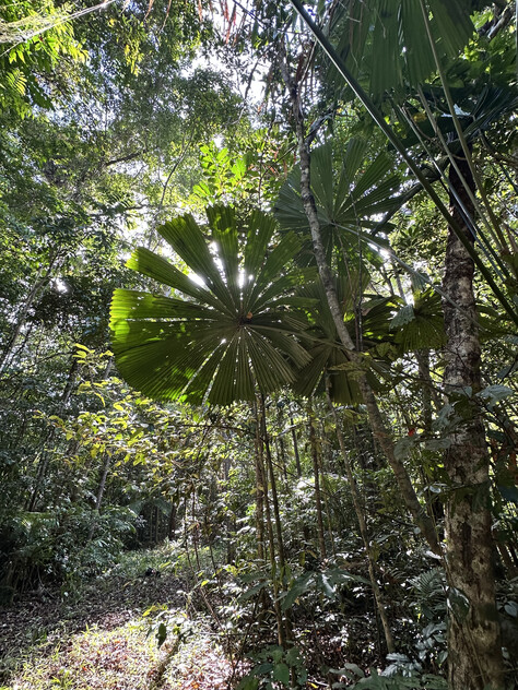 Rare Elevated 1.48ha Rainforest Acreage Privacy, Access & Location