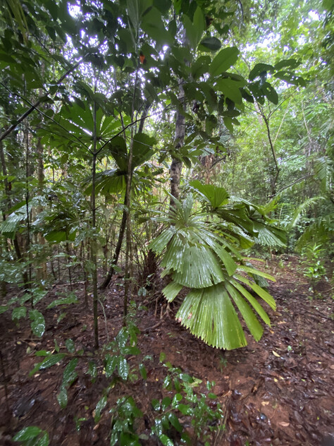 Rare Elevated 1.48ha Rainforest Acreage Privacy, Access & Location