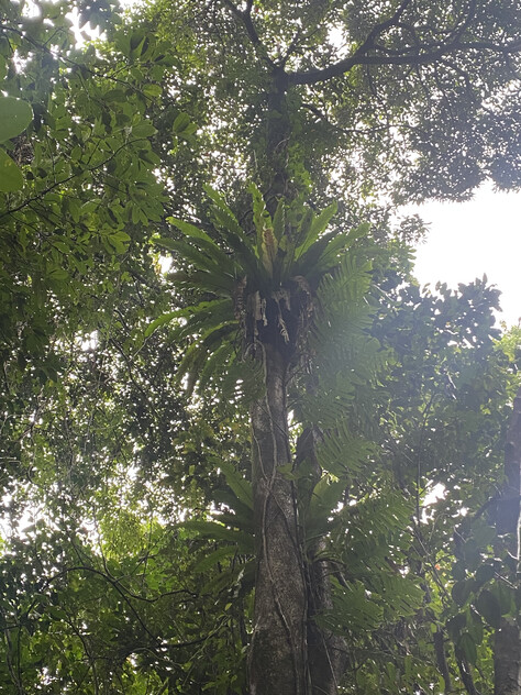 Rare Elevated 1.48ha Rainforest Acreage Privacy, Access & Location