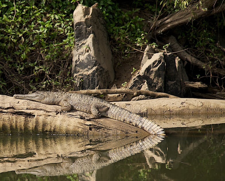 The closest Wet Tropics World Heritage river-based experience to Cairns