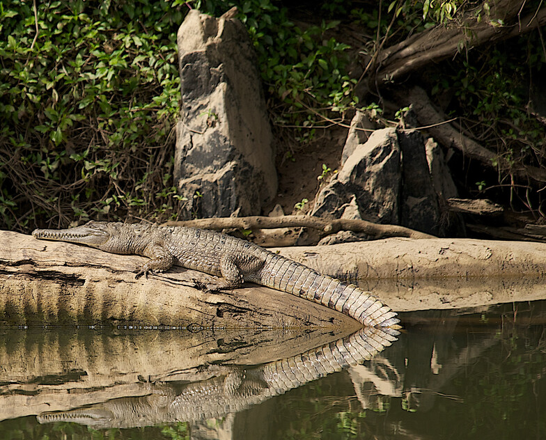 The closest Wet Tropics World Heritage river-based experience to Cairns